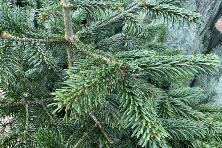 Hogyan maradjon sokáig friss a fenyőfád?