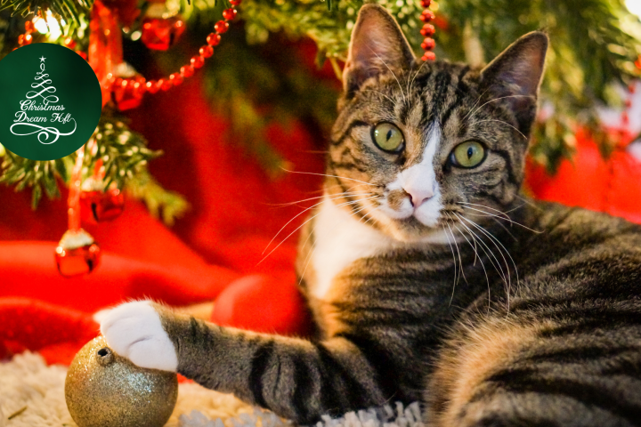 6 mód arra, hogy távol tartsd macskádat a karácsonyfától