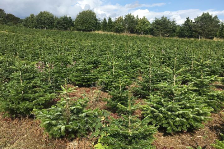 Miért jobb vágott fenyő, mint a mű?