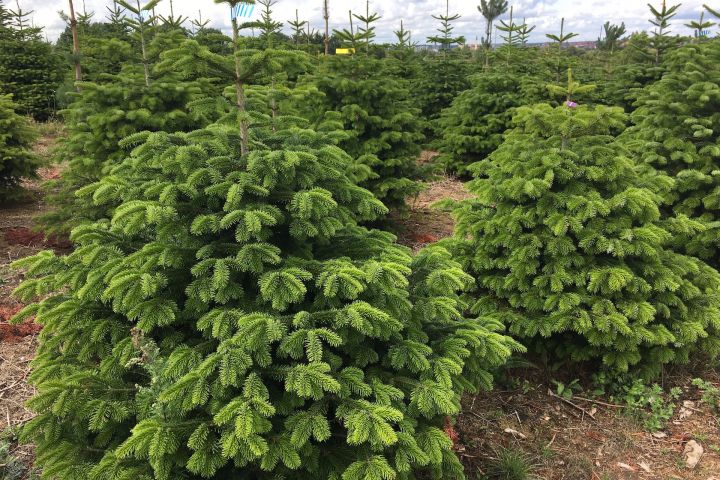 Miért jobb vágott fenyő, mint a mű?